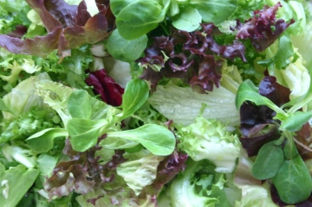 Blattsalatmischung *Monaco*, *STW* TÖPFER TÖP