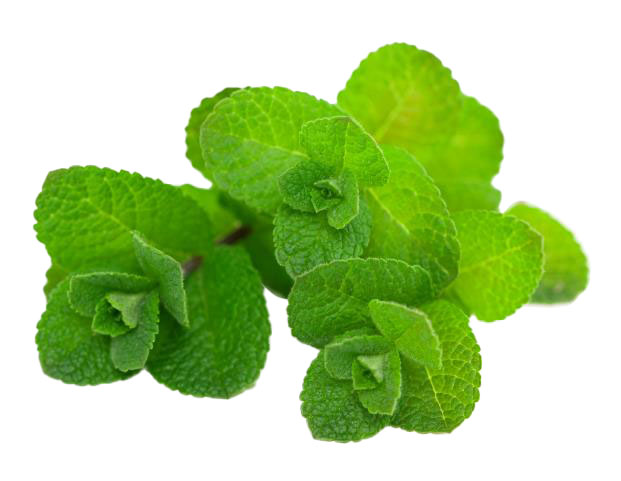 Minze lose  frisch Kl. I, Ursprung: Marokko