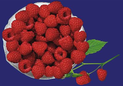 TK Himbeeren max. 5% Grieß ZINDEL
