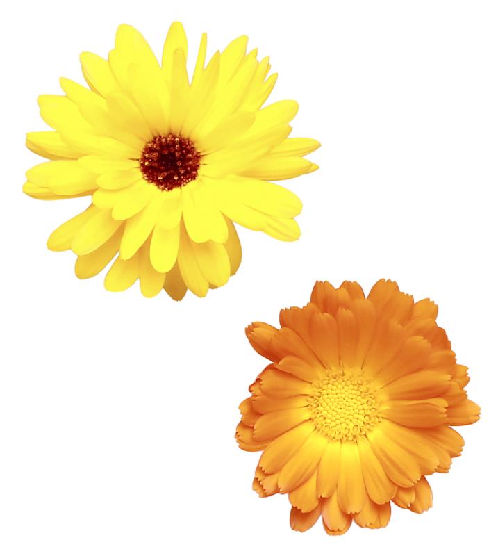 Ringelblumen 10-15St KELTENHOF KH Ringelblumen 10-15St KELTENHOF KH