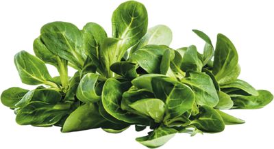 Feldsalat frisch, gewaschen (NLD) SF Feldsalat frisch, gewaschen (NLD) SF