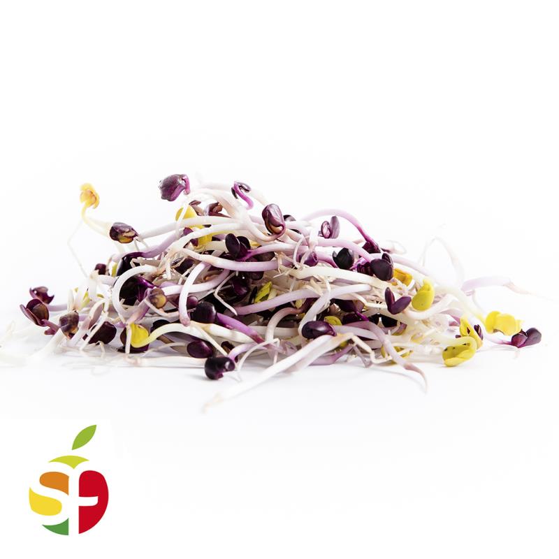 Rote Radieschensprossen (NLD) SF Rote Radieschensprossen (NLD) SF