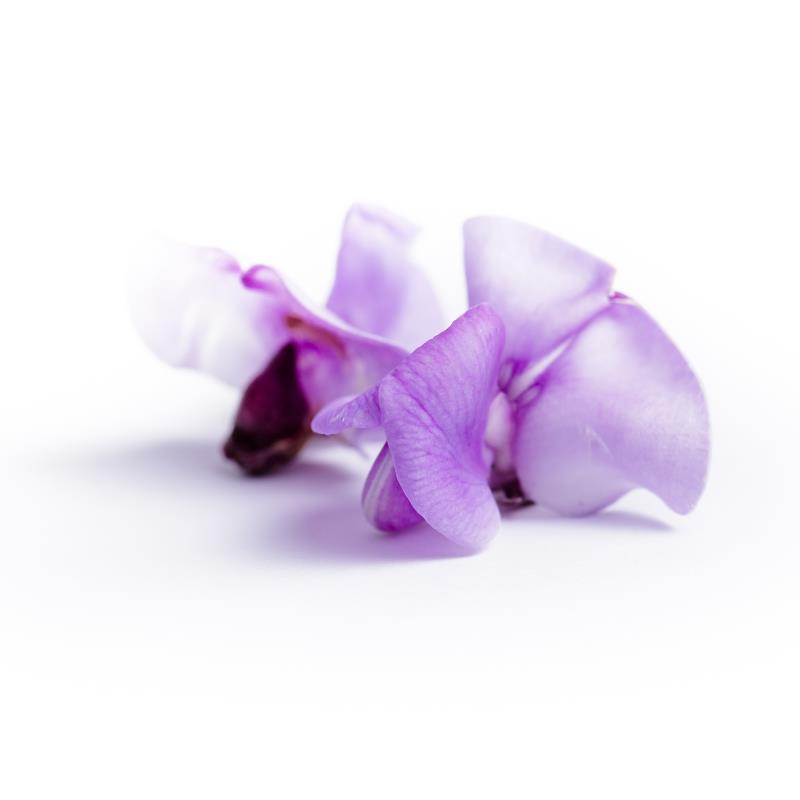 Bean Blossom lila Blümchen, Bohnengeschmack KOPPERT CRESS SF Bean Blossom lila Blümchen, Bohnengeschmack KOPPERT CRESS SF